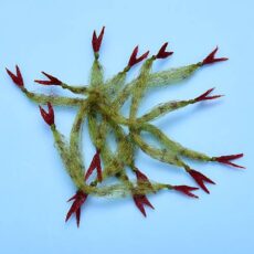 Enrico Puglisi Crustaceous Claws OLIVE