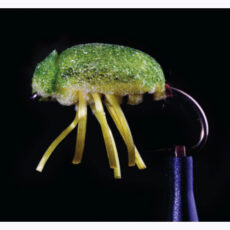 MTP Great Lakes Gum Beetle
