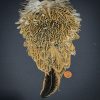 wapsi soft hen hackle in speckled brown colour