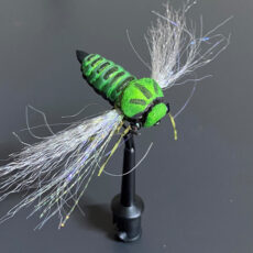 Azza's Foam Cicada Bug11