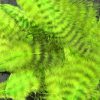 Hareline Chartreuse / Grizzly Marabou