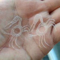 Rupert Harvey fiddler crab bodies
