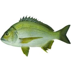 Black Bream